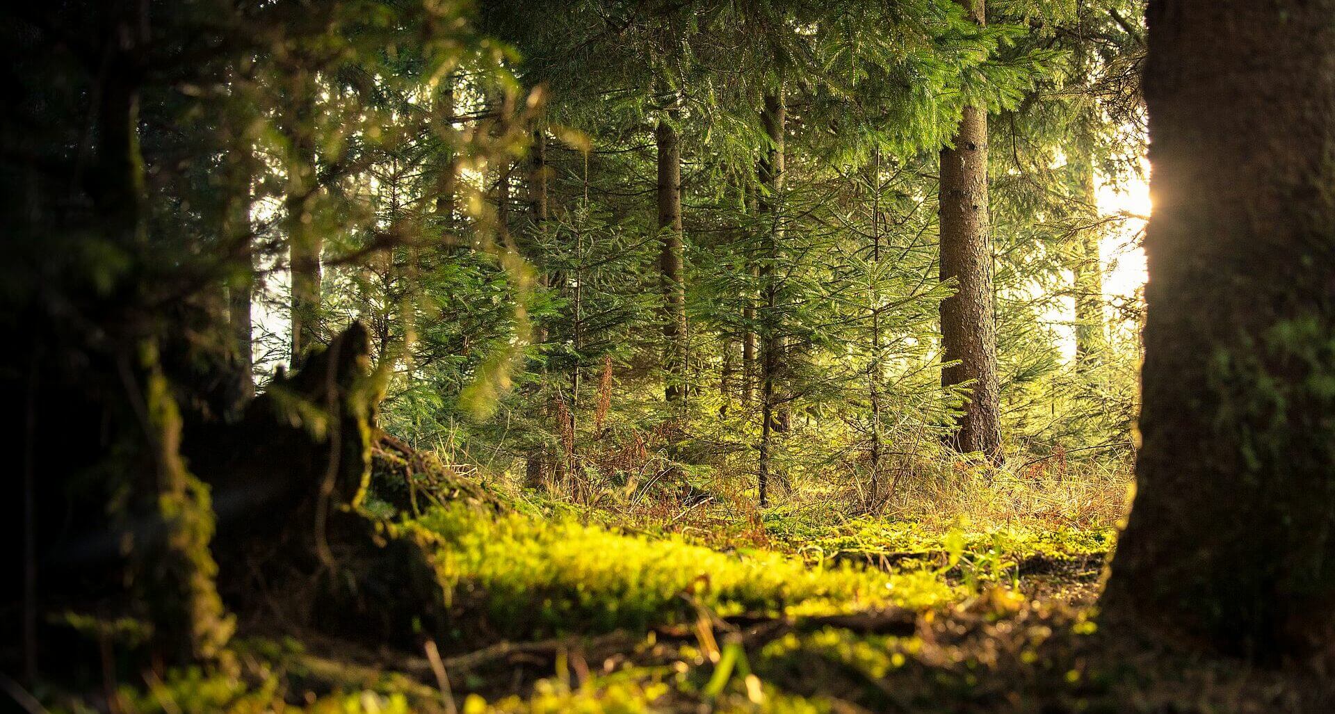 Stimmungsbild in goldenem Wald im Vordergrund Waldmoos wie es natürlich wächst.
